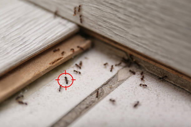 Best Pest Control for Businesses  in Pinckney, MI
