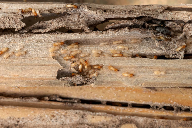 Best Pest Removal Services  in Pinckney, MI